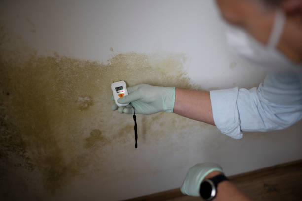 Why You Should Choose Our Mold Remediation Services in Norton Center, MA